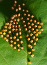 Eggs